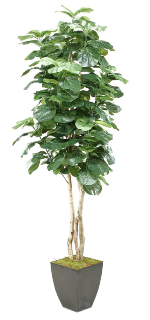 8 foot fiddle leaf fig 8' Fiddle Leaf Fig Tree