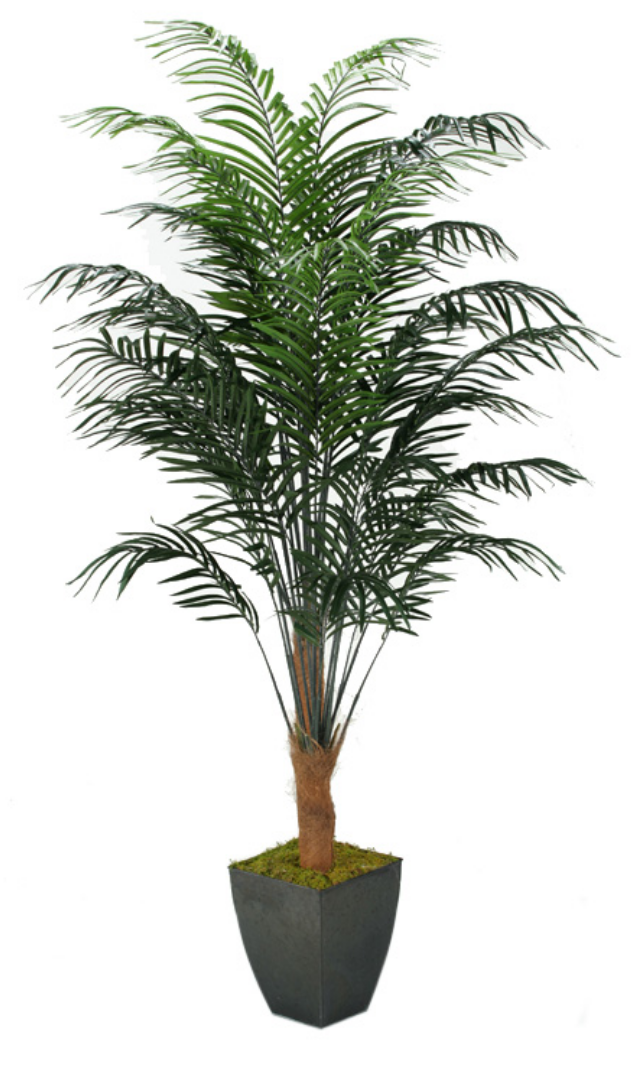 miniature palm tree plant 8' Dwarf Palm – Cooper & Co. Home + Gift